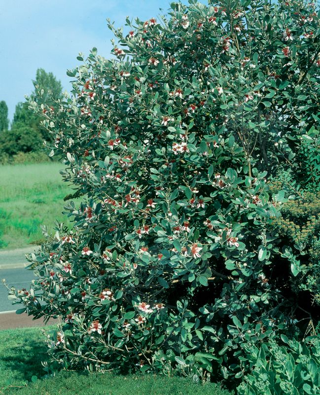 Acca sellowiana: shrub flowering growing in park