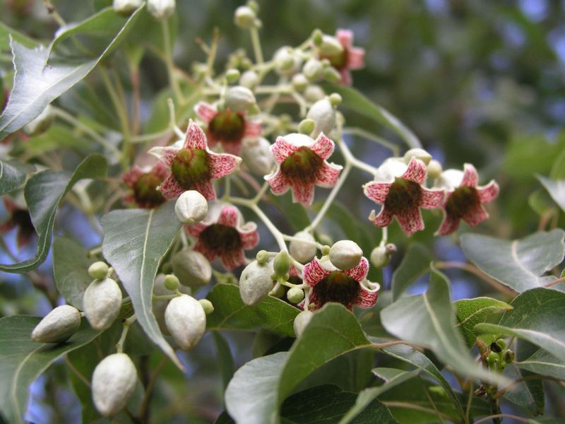Brachychiton populneus: flowers close up bottom view