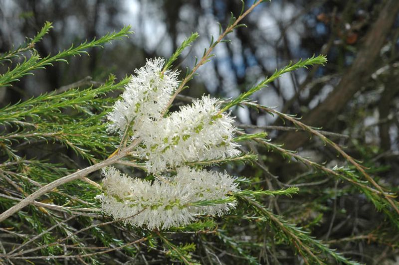Melaleuca hamulosa: flowers