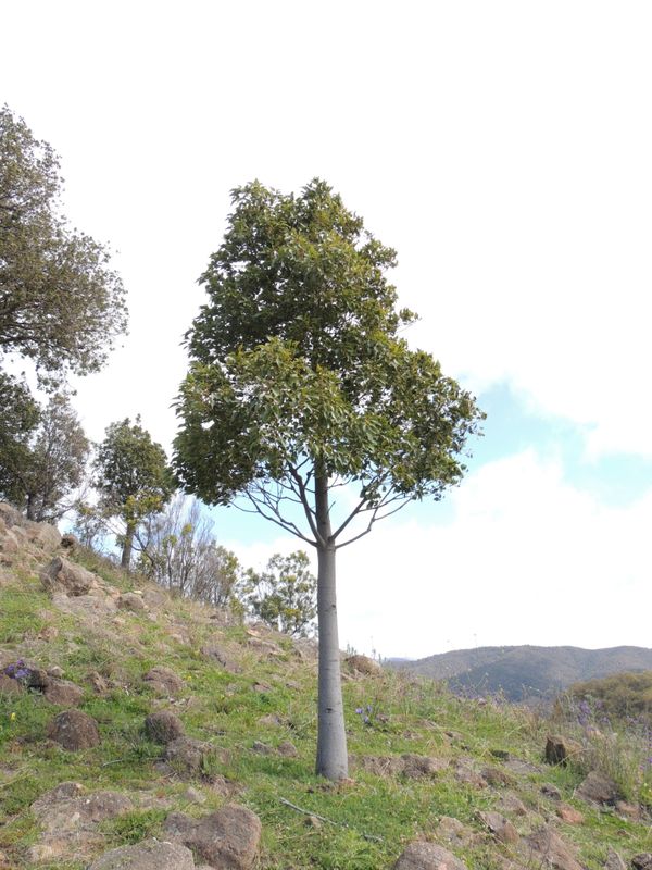 Brachychiton populneus: whole tree on hill side