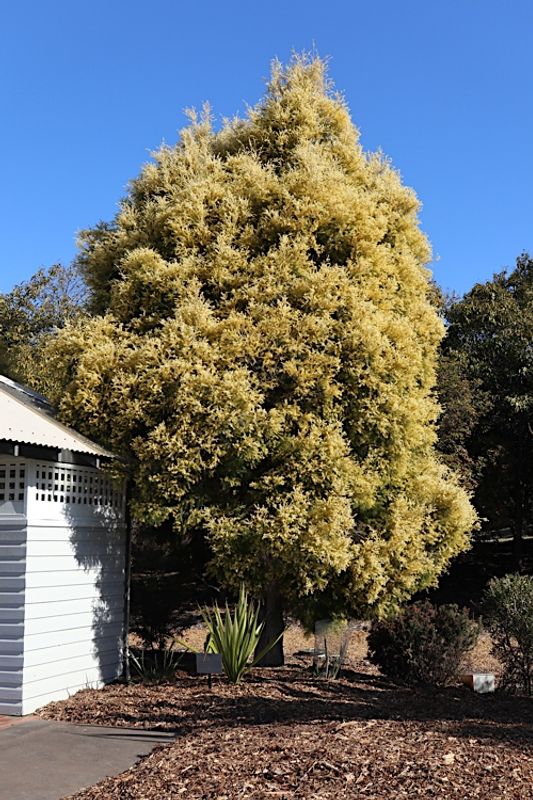 Melaleuca bracteata Revolution Gold: whole tree by building side