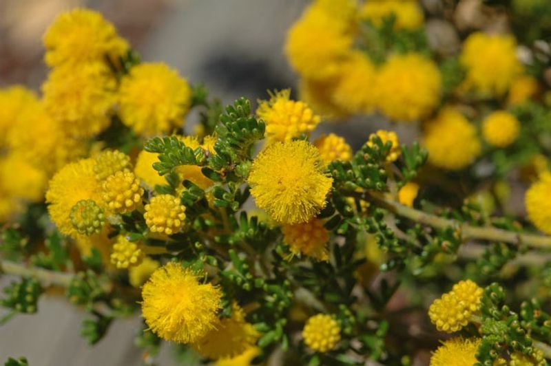 Acacia lasiocarpa: flowers