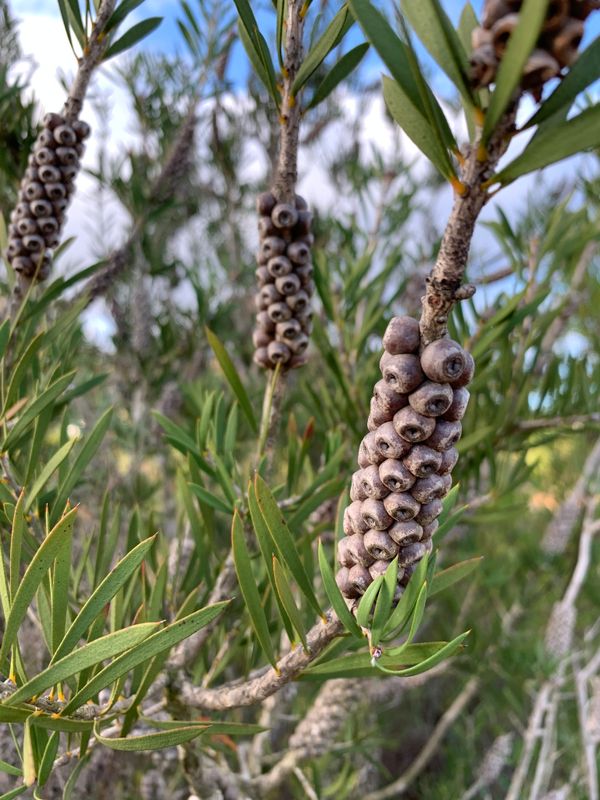 Callistemon rugulosus: fruiting organs on stem