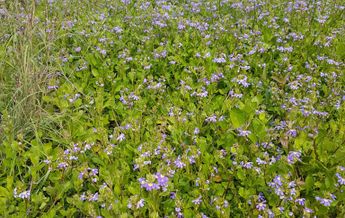 Image of Scaevola aemula