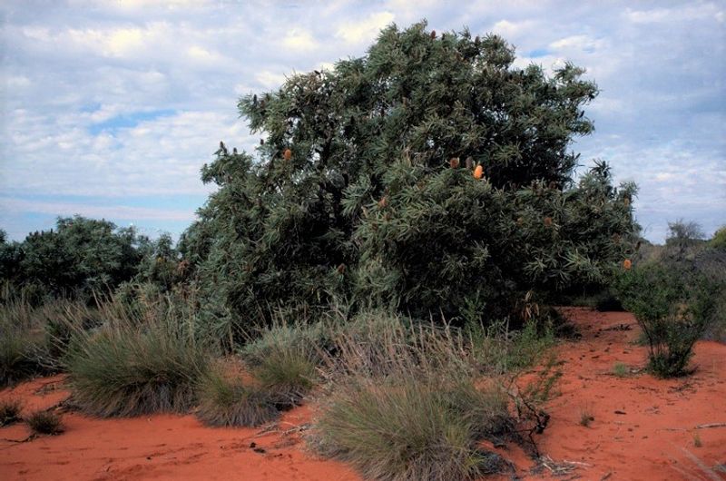 Banksia ashbyi: whole plant