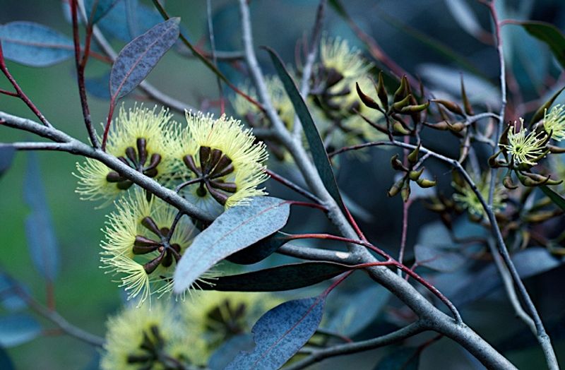 Eucalyptus gardneri: flowers and leaves side view