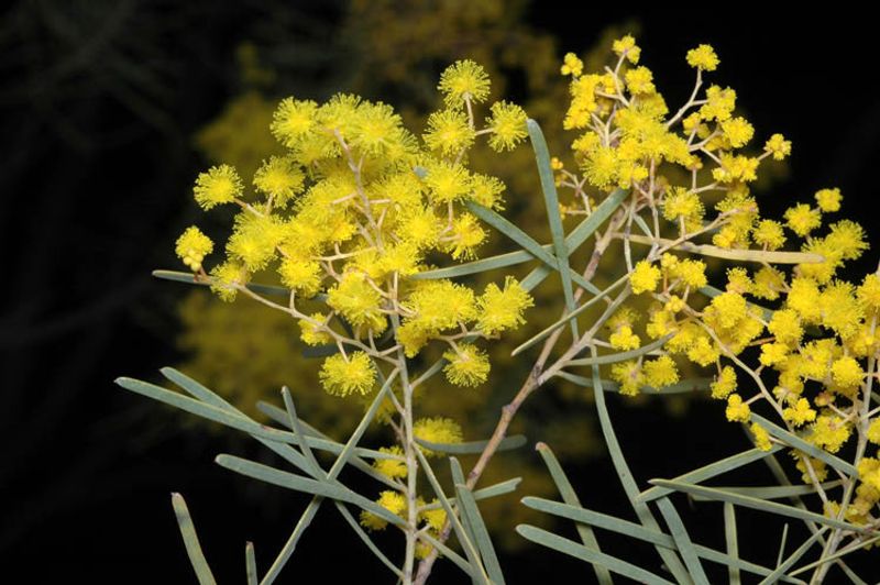 Acacia boormanii: flowers and leaves