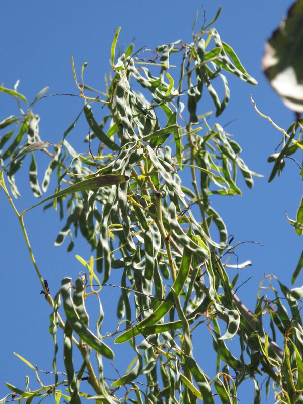 Acacia falcata: fruit and leaves on branches