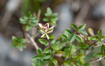 Image of Abelia chinensis