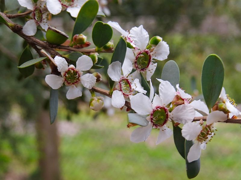 Leptospermum laevigatum: flowers close-up
