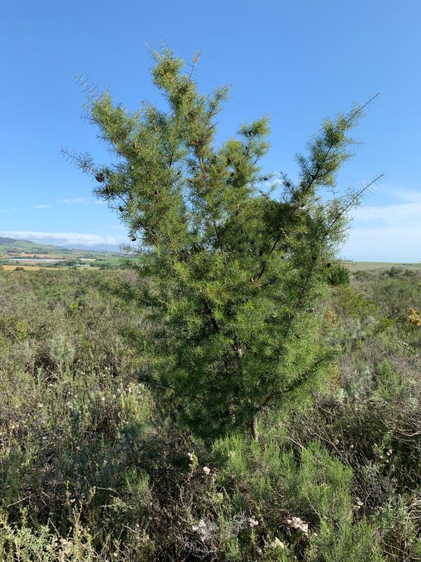 Hakea sericea: whole plant
