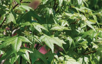 Image of Liquidambar styraciflua Gumball