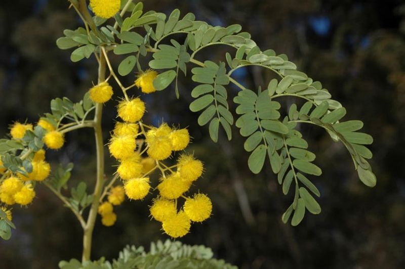 Acacia spectabilis: flowers