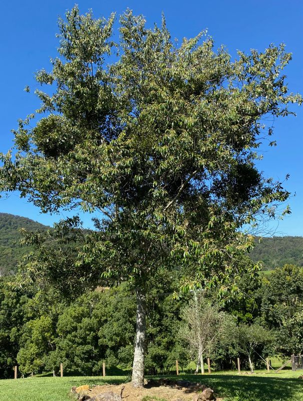 Alphitonia excelsa: mature tree in park