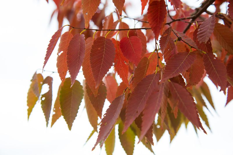 Zelkova serrata Schmidtlow Wireless: close up of leaves