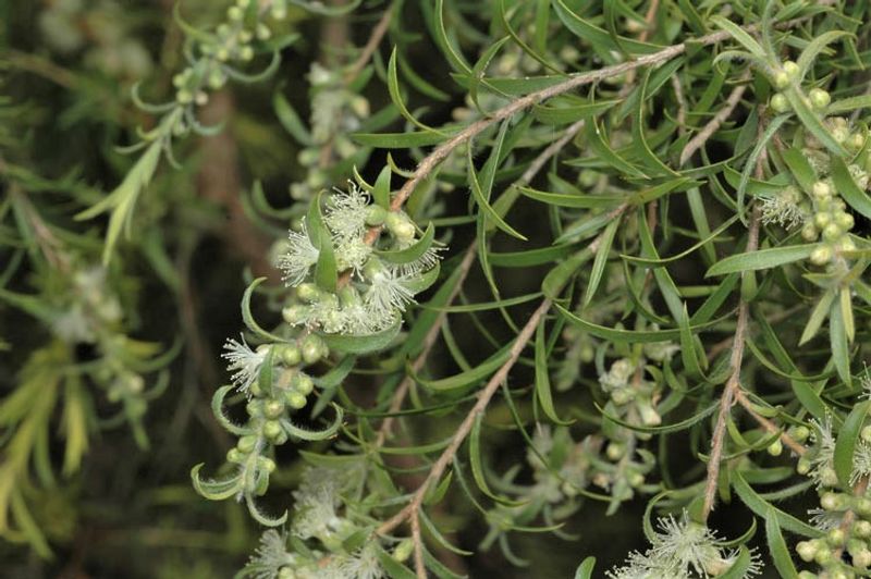 Melaleuca bracteata Golden Gem: leaves and flowers