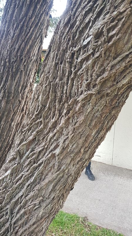 Melaleuca bracteata: bark