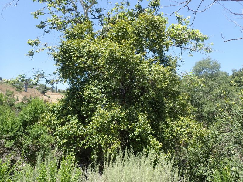 Xylosma racemosum: whole tree