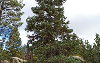 Image of Abies concolor