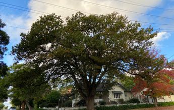 Image of Quercus robur