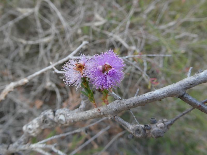 Melaleuca decussata: close-up of bark and flowers