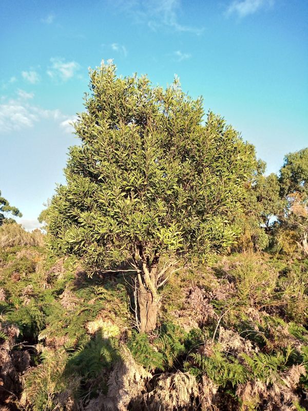 Acacia melanoxylon: whole plant