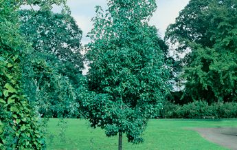 Image of Liquidambar styraciflua Rotundiloba