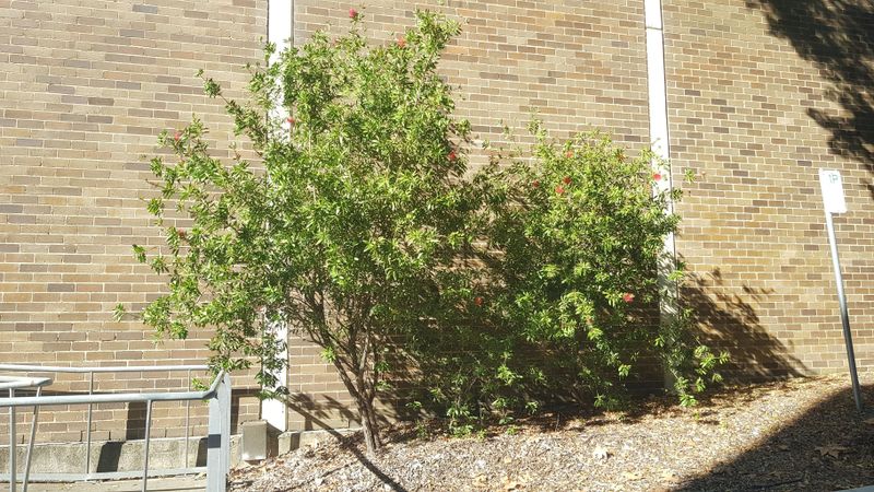 Callistemon citrinus Endeavour: