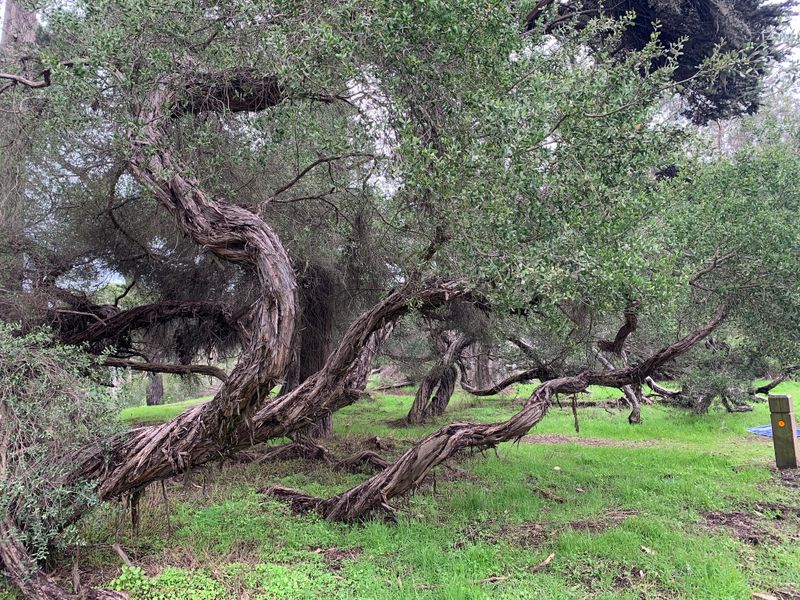 Leptospermum laevigatum: whole plant