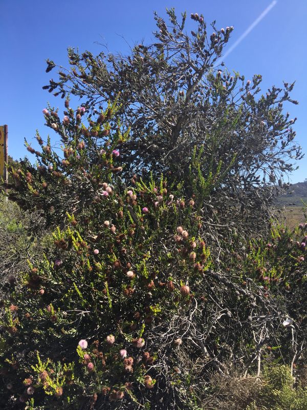 Melaleuca nesophila: whole plant