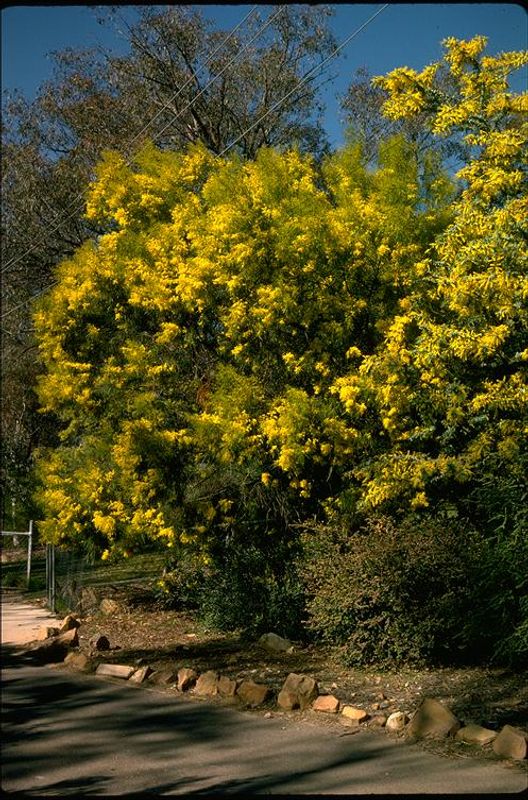 Acacia adunca: whole plant side view