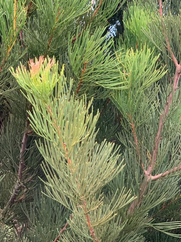 Hakea drupacea: leaves closeup