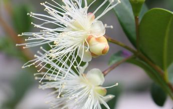 Image of Syzygium australe