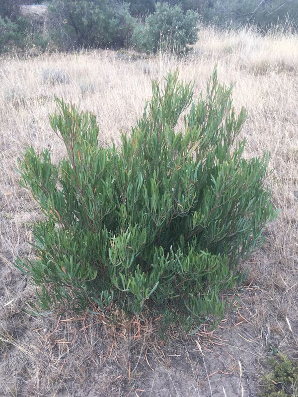 Acacia stricta: whole shrub