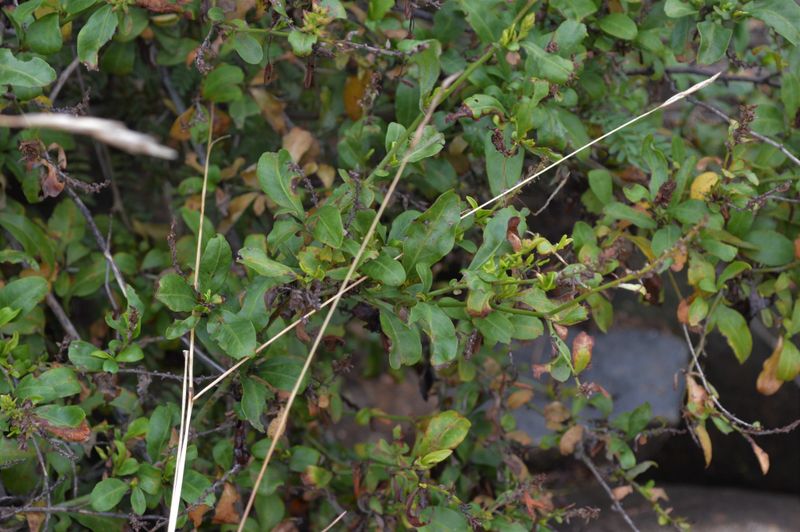 Plumbago auriculata: leaves
