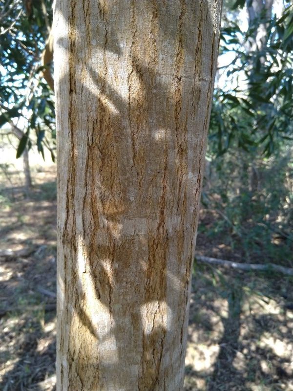 Acacia maidenii: trunk and bark