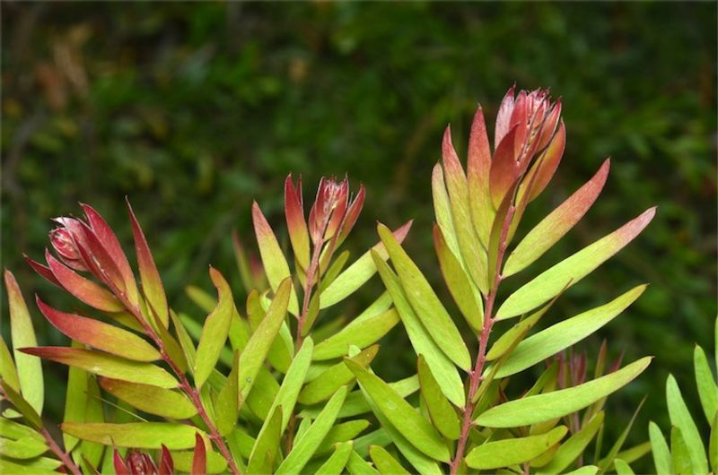 Acacia fimbriata Dwarf Crimson Blush: leaves