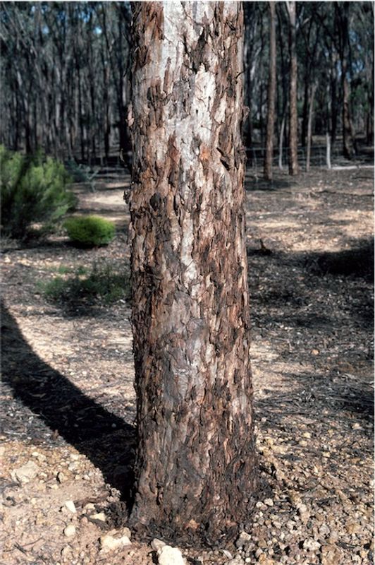 Eucalyptus gardneri: bark/trunk