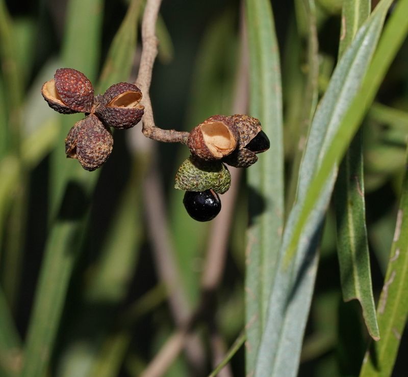 Geijera parviflora: close up of seedpods