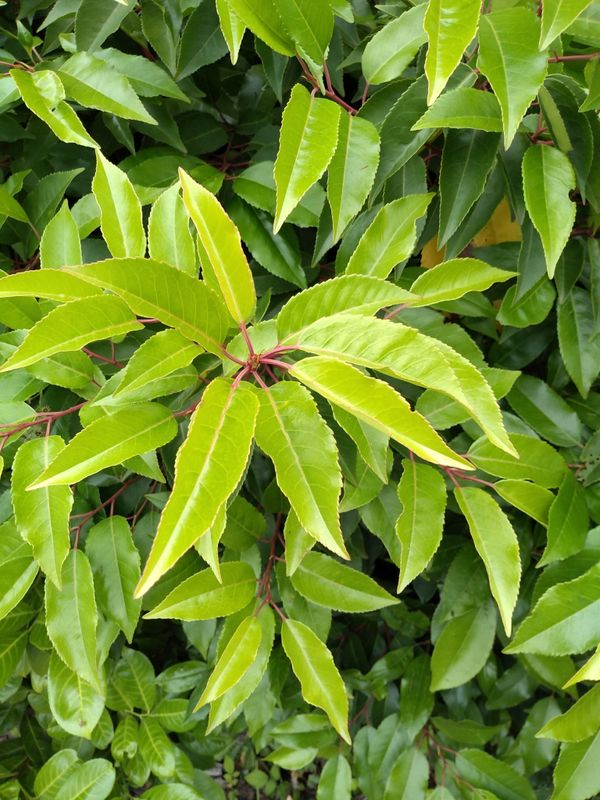 Prunus lusitanica: leaves