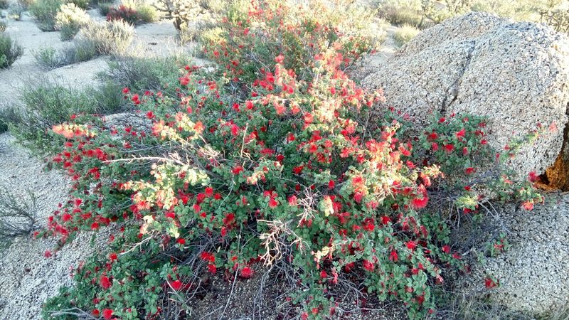 Calliandra californica: whole plant in flower
