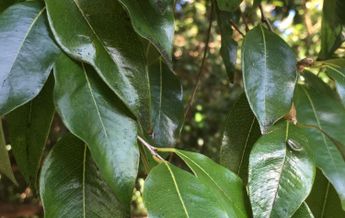 Image of Syzygium francisii