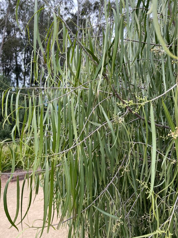 Geijera parviflora: leaves