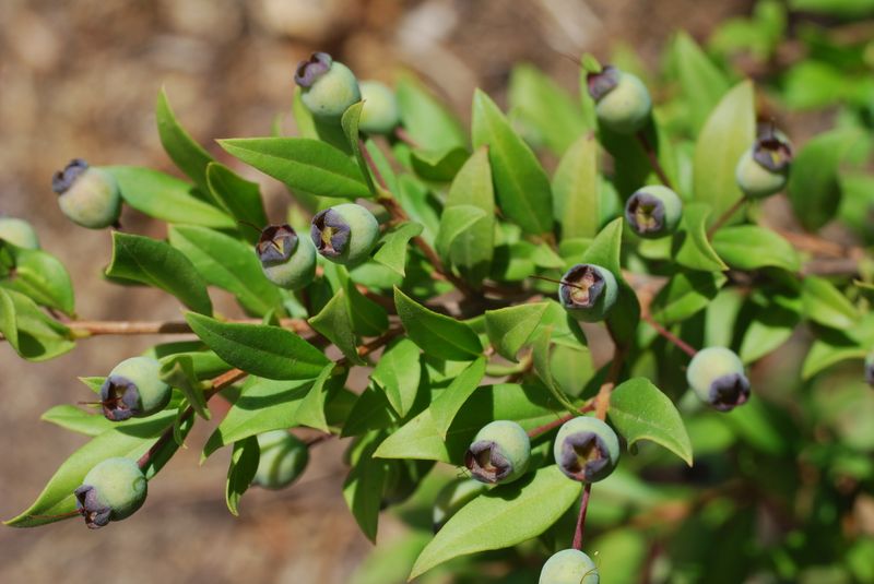Myrtus communis: unripe fruit