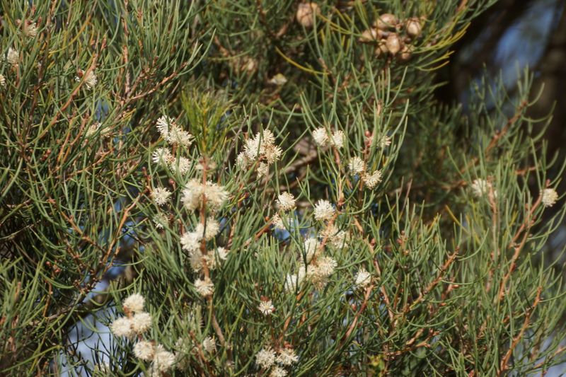 Hakea drupacea: leaves and flowers closeup