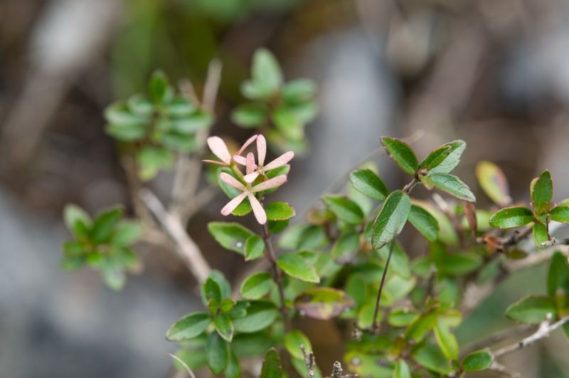 Abelia chinensis: close up of leaves and sepals