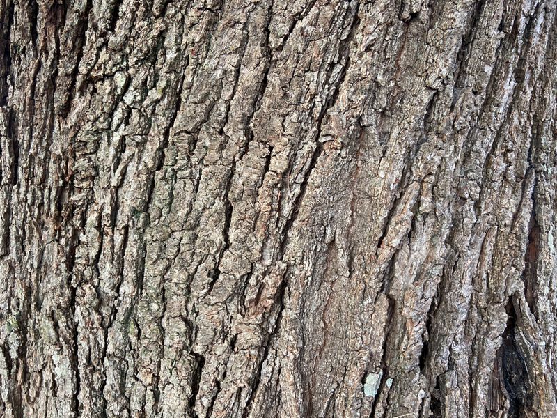 Quercus robur: bark