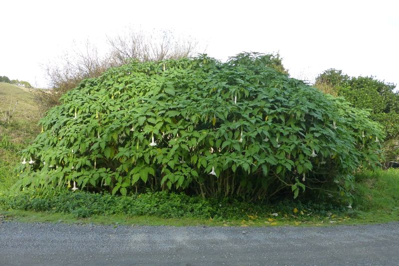Brugmansia arborea: whole tree on side of road