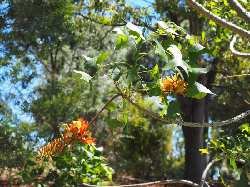 Erythrina vespertilio: flowers anf leaves