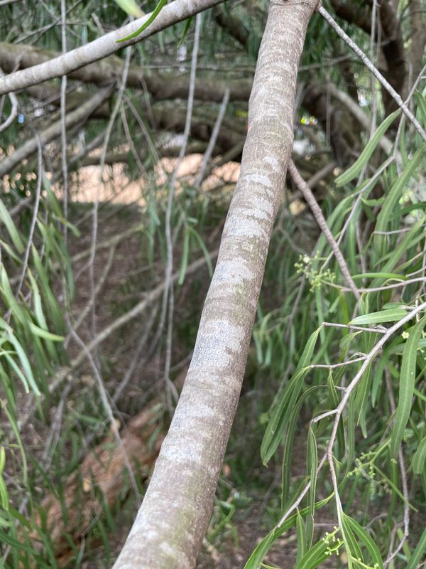 Geijera parviflora: bark